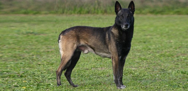 Belçika Malinois