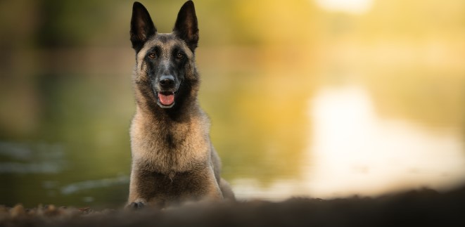 Belçika Malinois