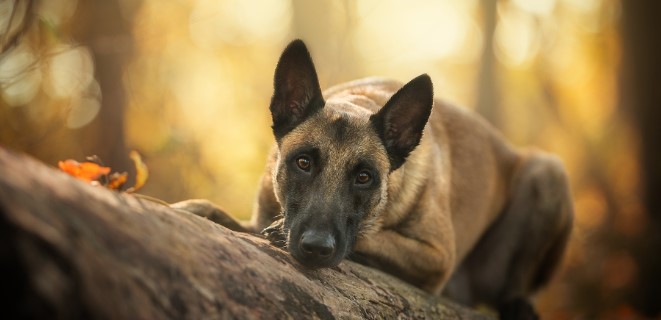 Belçika Malinois