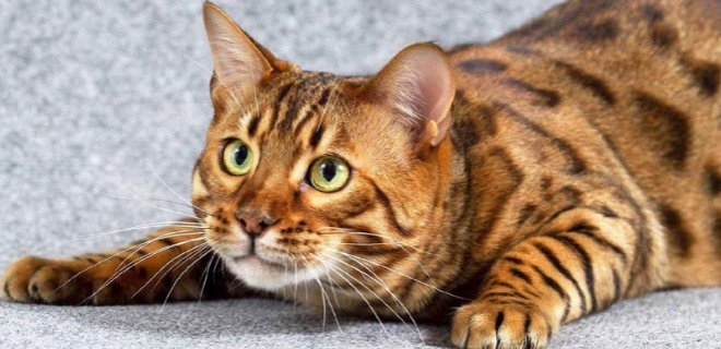 Bengal Kedisi