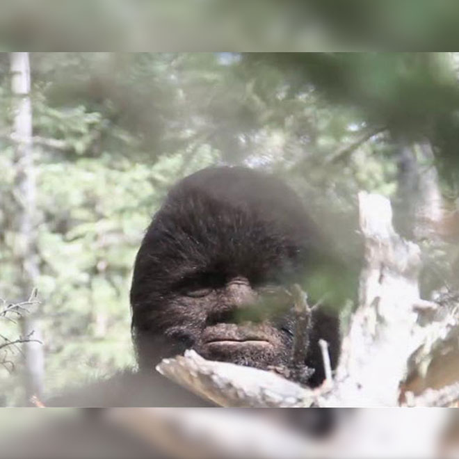 Bigfoot kocaayak görüntülendi