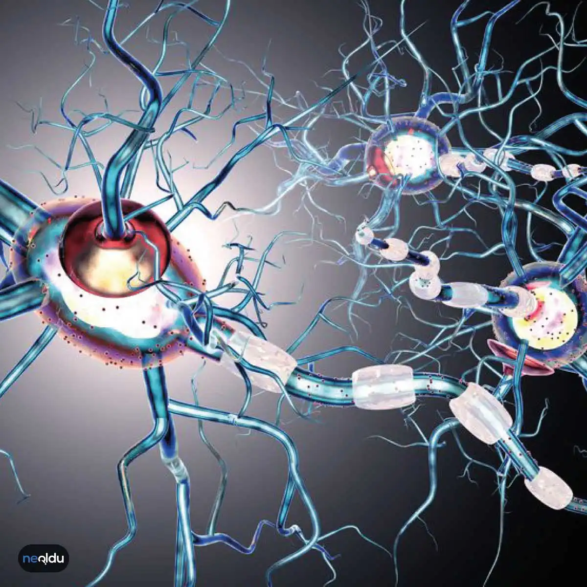  MS Hastalığı Nedir?