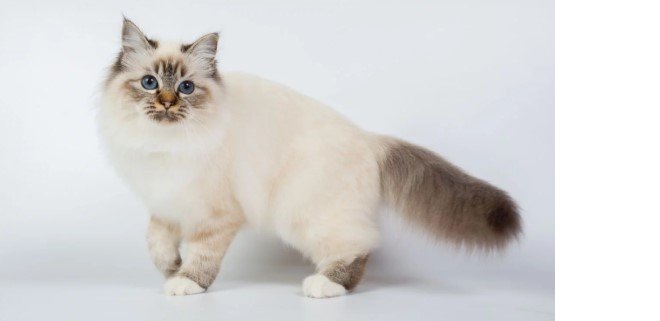 Birman Kedisi