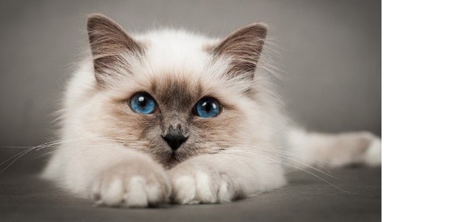 Birman Kedisi