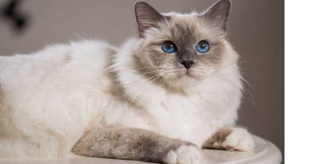 Birman Kedisi