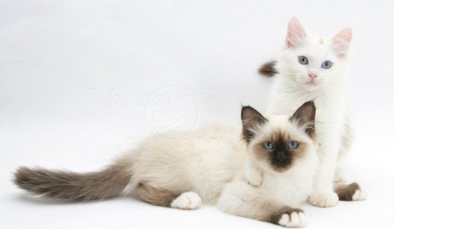 Birman Kedisi