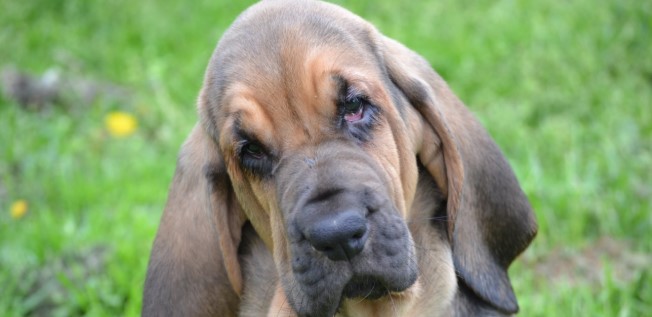 Bloodhound