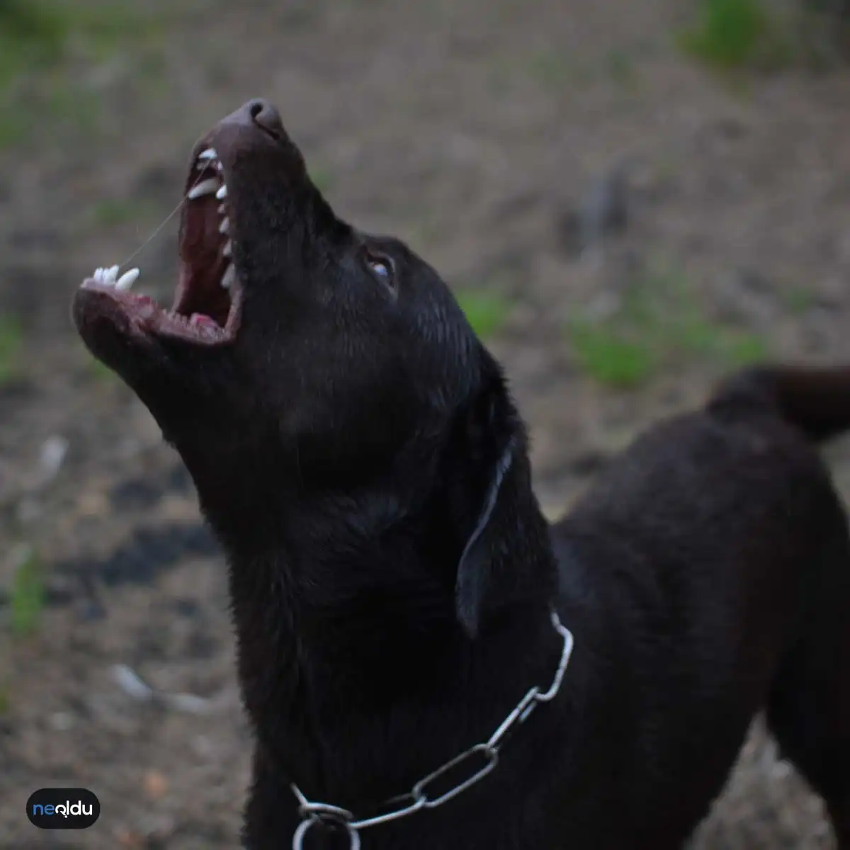 Köpek Saldırısında Ne Yapılmalı?