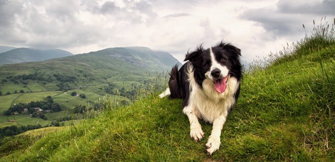 border-collie-3-001.jpg