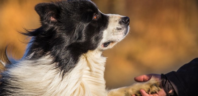 Border Collie 