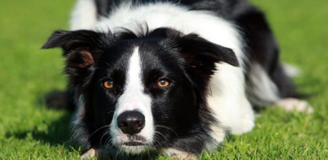 Border Collie 