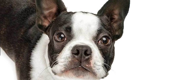 Boston Terrier