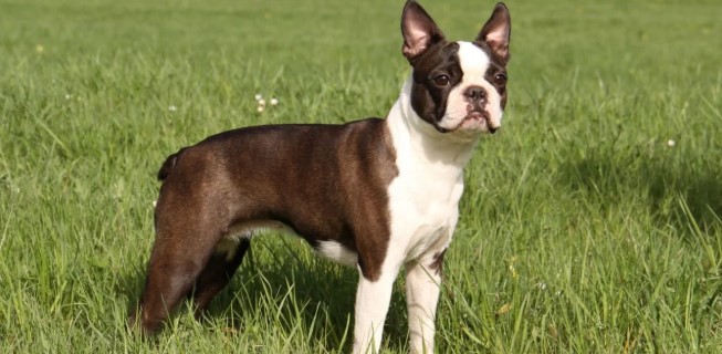 Boston Terrier