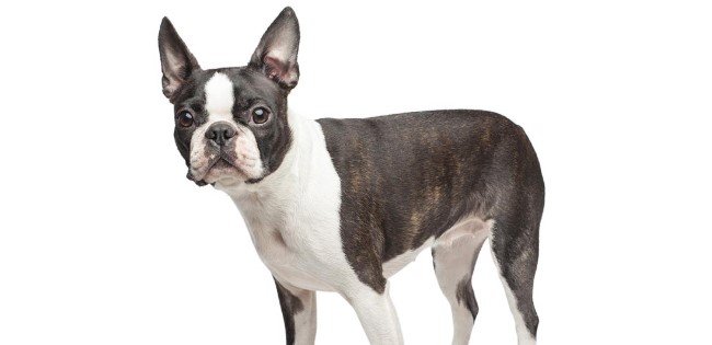 Boston Terrier