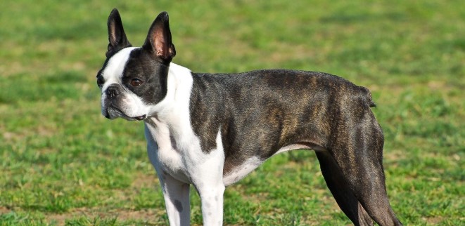 Boston Terrier