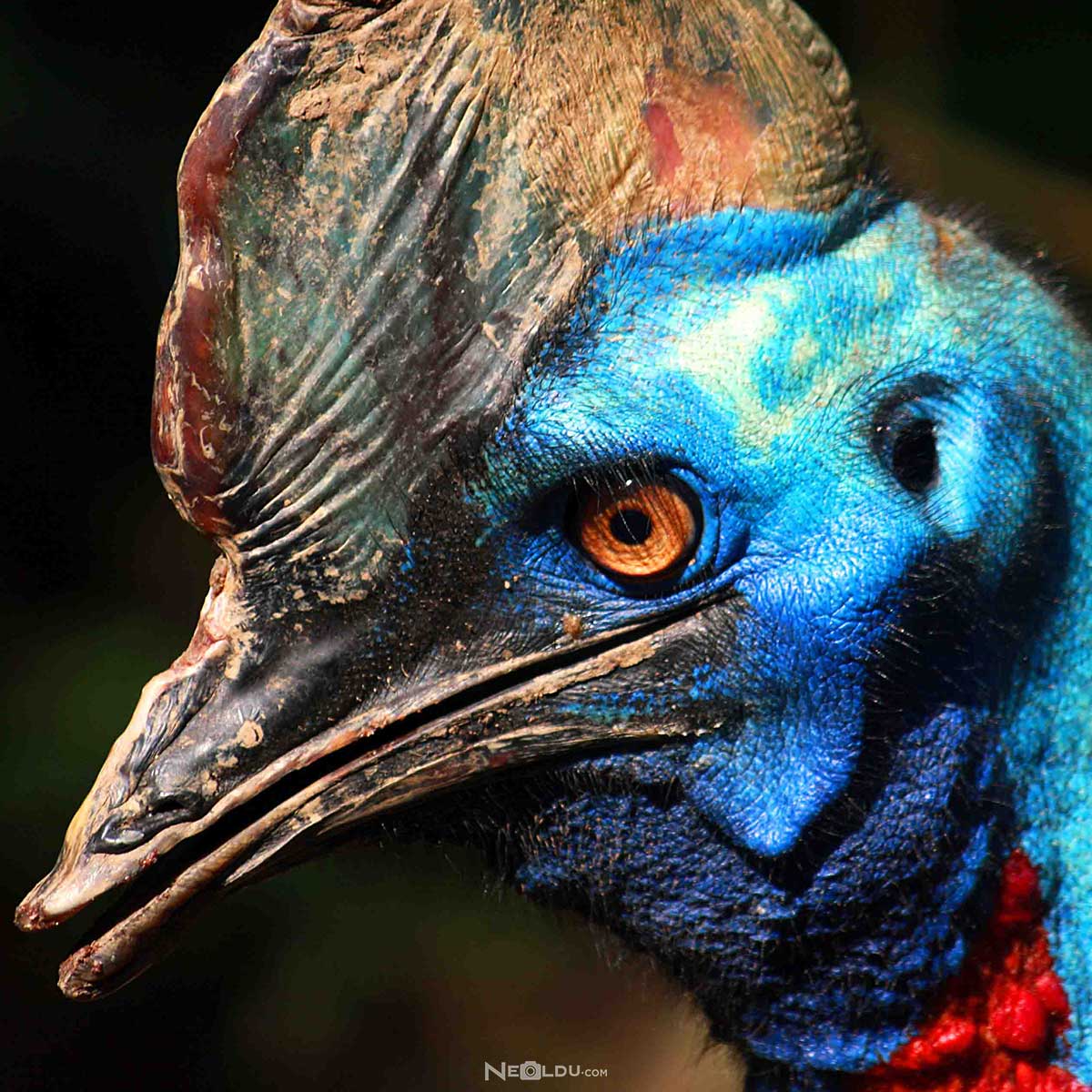 boynuzlu-kafa-(cassowary).jpg