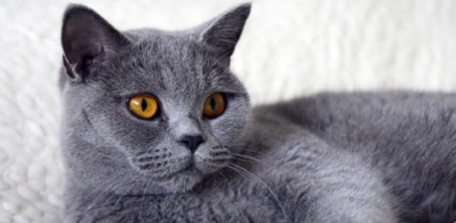 British Shorthair kedisi rahatına düşkün yapısıyla tanınır