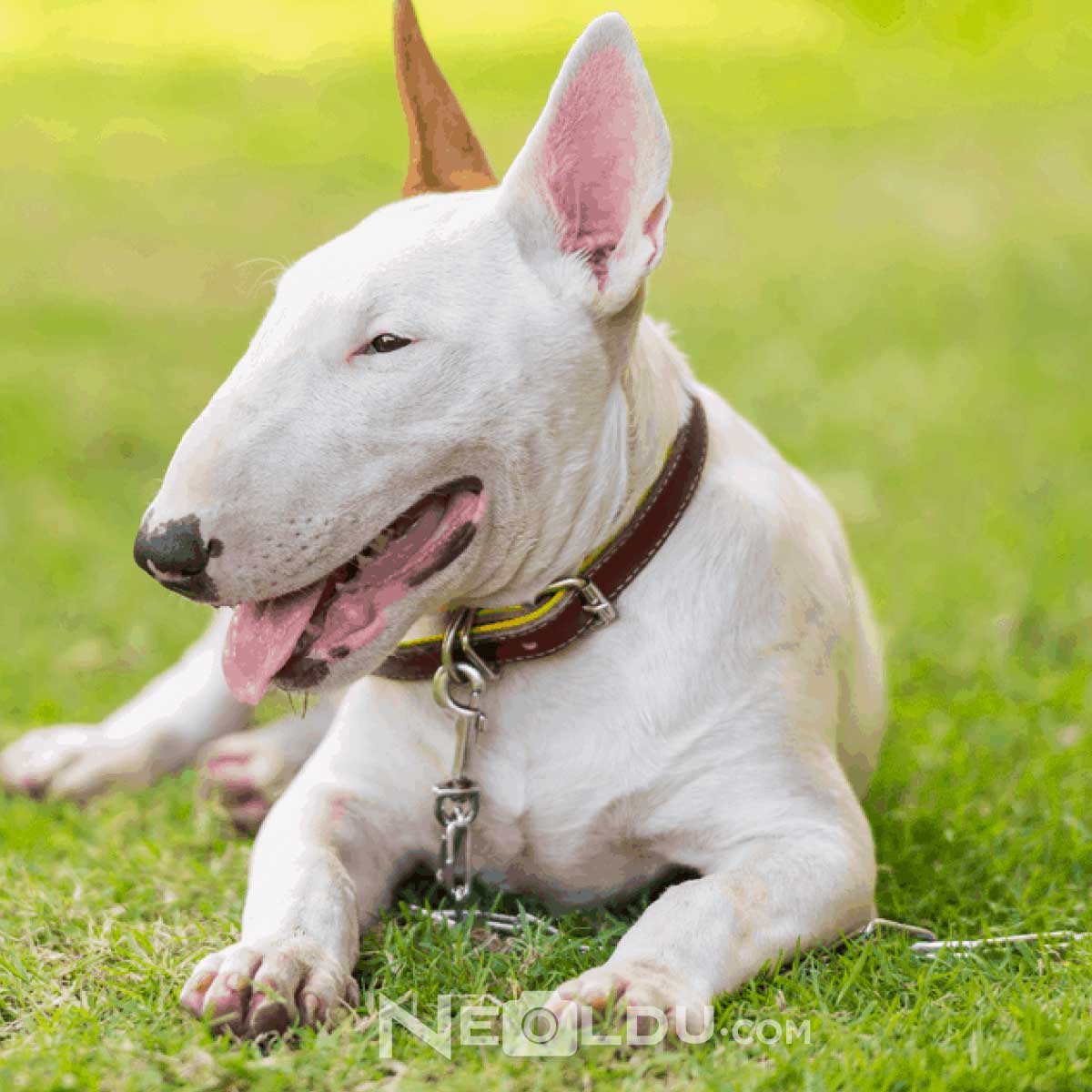 Bull Terrier Cinsi Köpek