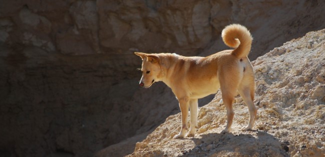 Canaan Köpeği