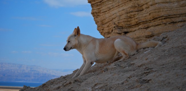 Canaan Köpeği