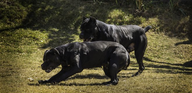 cane-corso-2.jpg