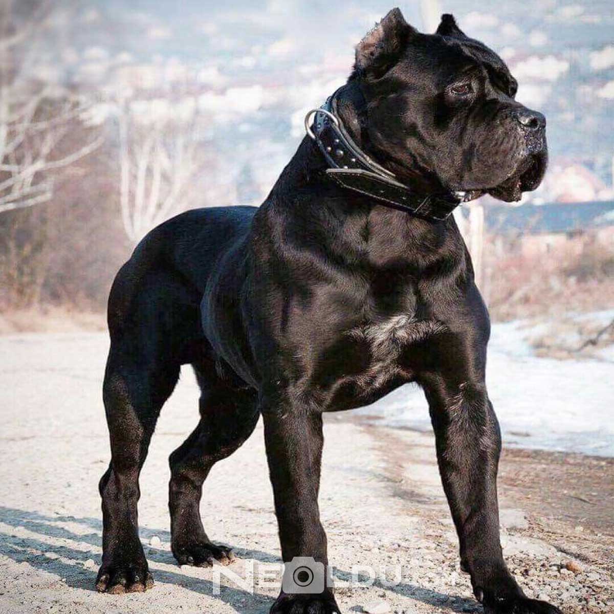 Cane Corso İtaliano Köpek Cinsi