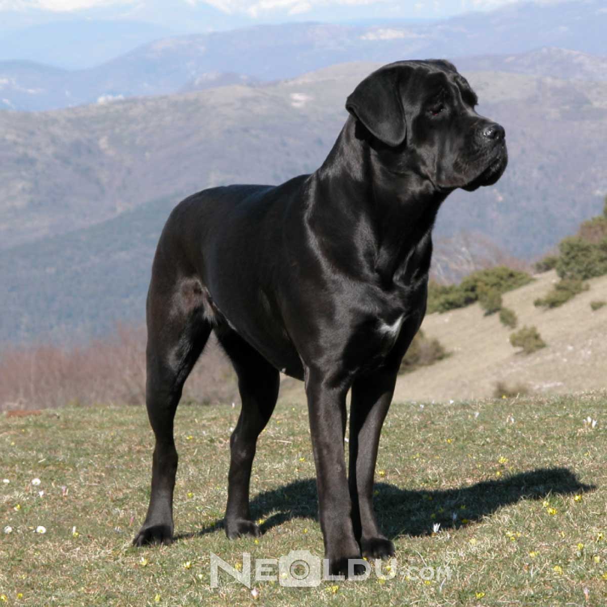 Cane Corso İtaliano Köpek Cinsi