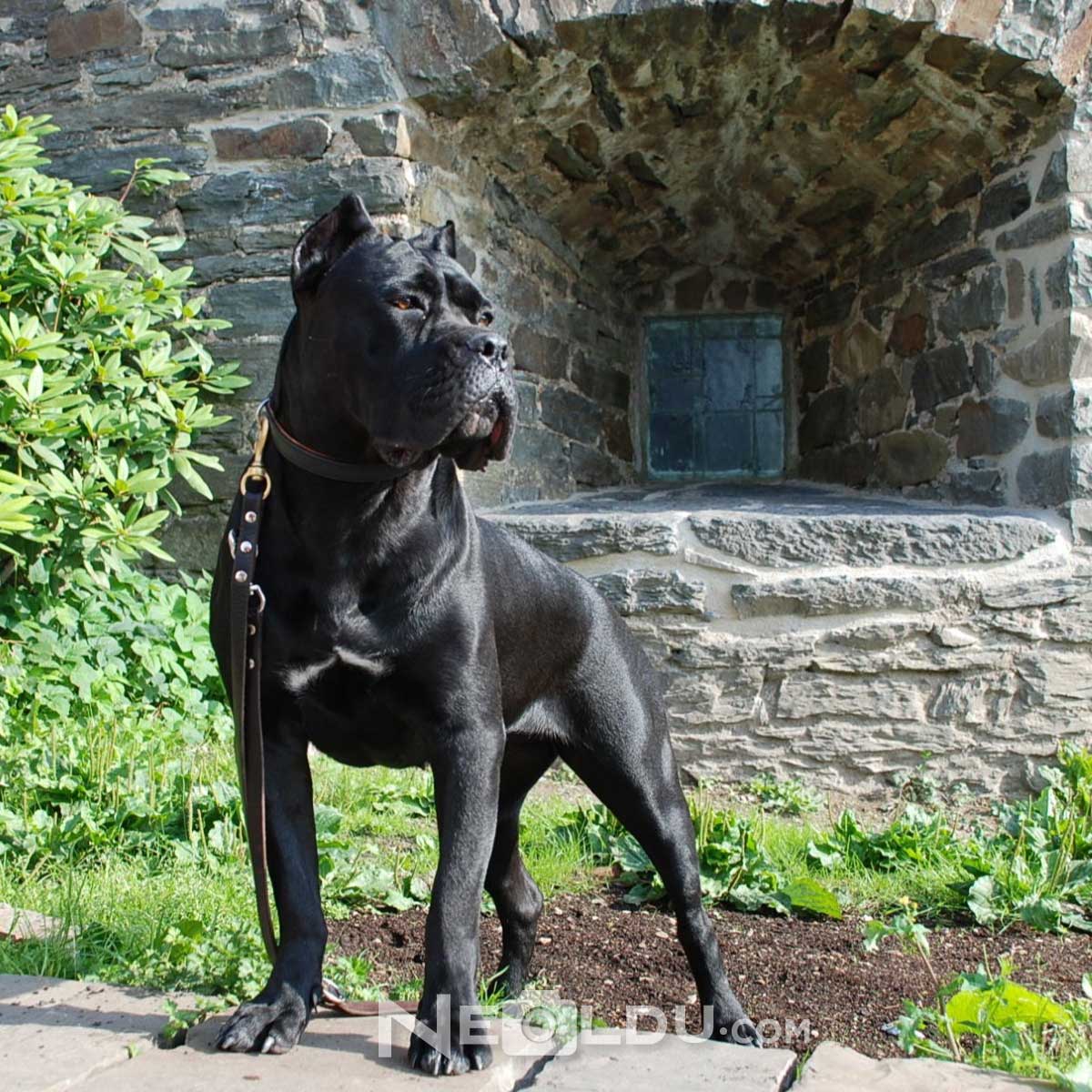 Cane Corso İtaliano Köpek Cinsi