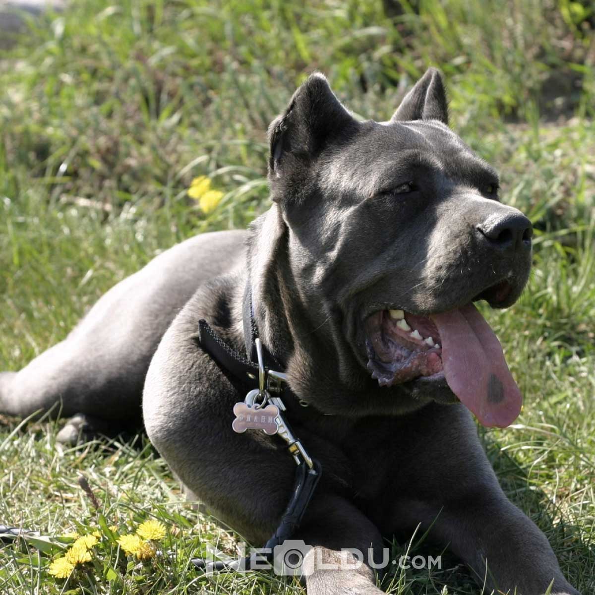 Cane Corso İtaliano Köpek Cinsi