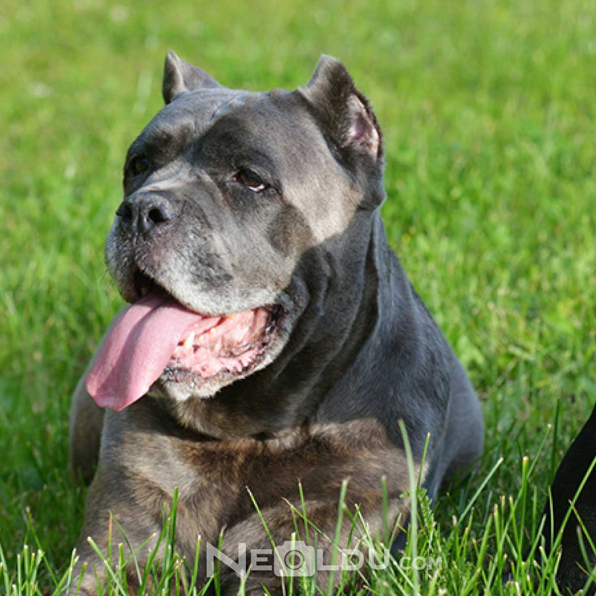 Cane Corso İtaliano Köpek Cinsi