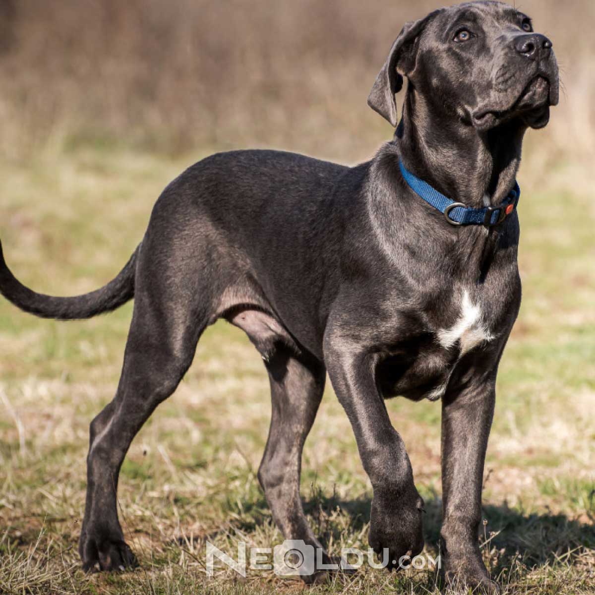 Cane Corso İtaliano Köpek Cinsi