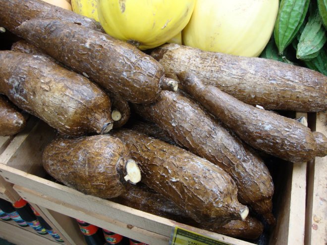 cassava.jpg