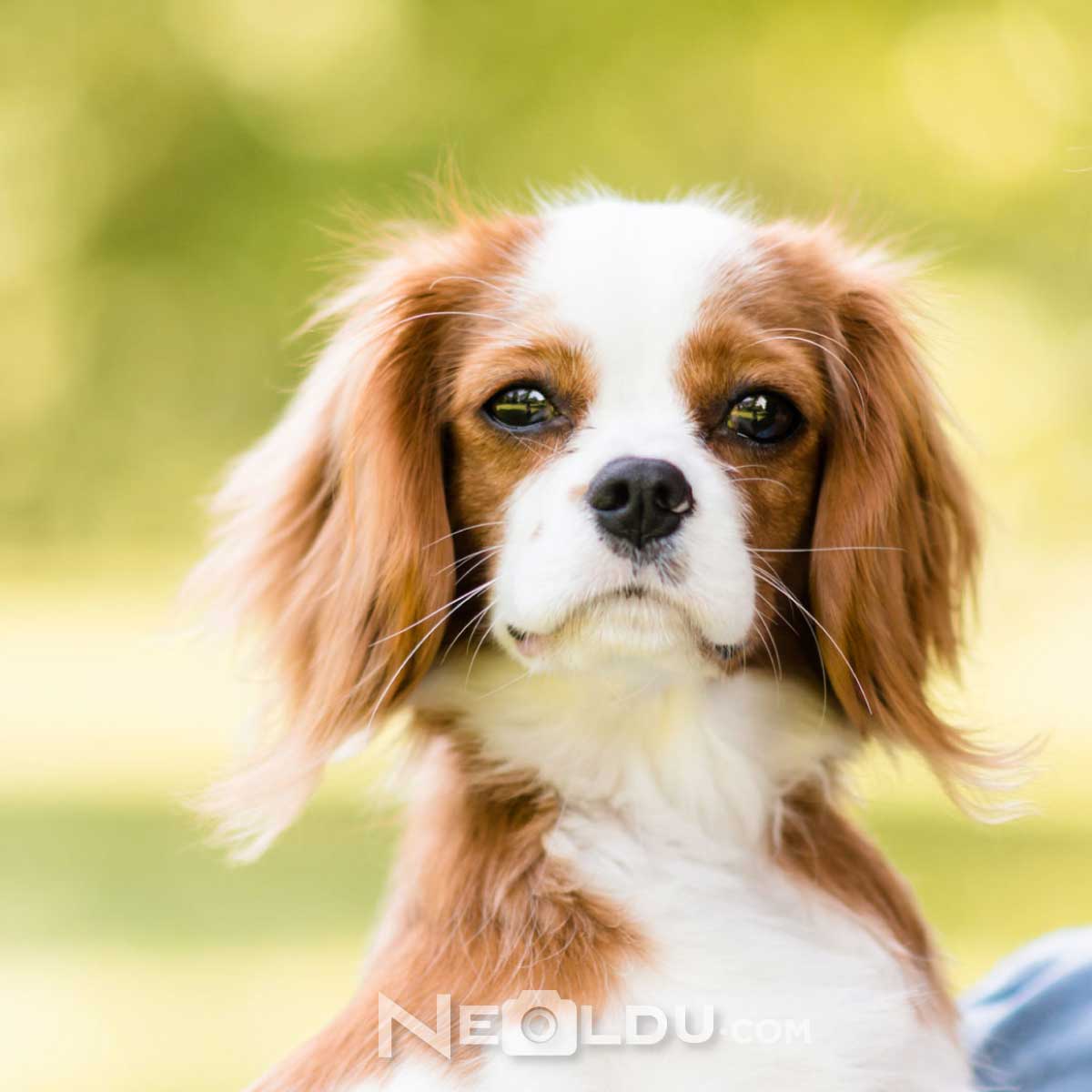 Cavalier King Charles Köpek Cinsi