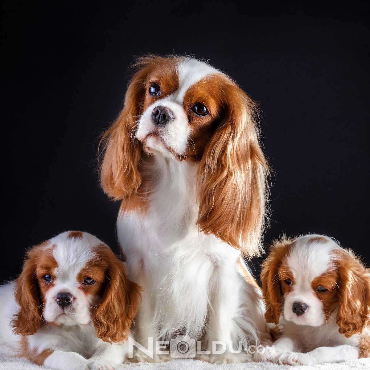 Cavalier King Charles Köpek Cinsi