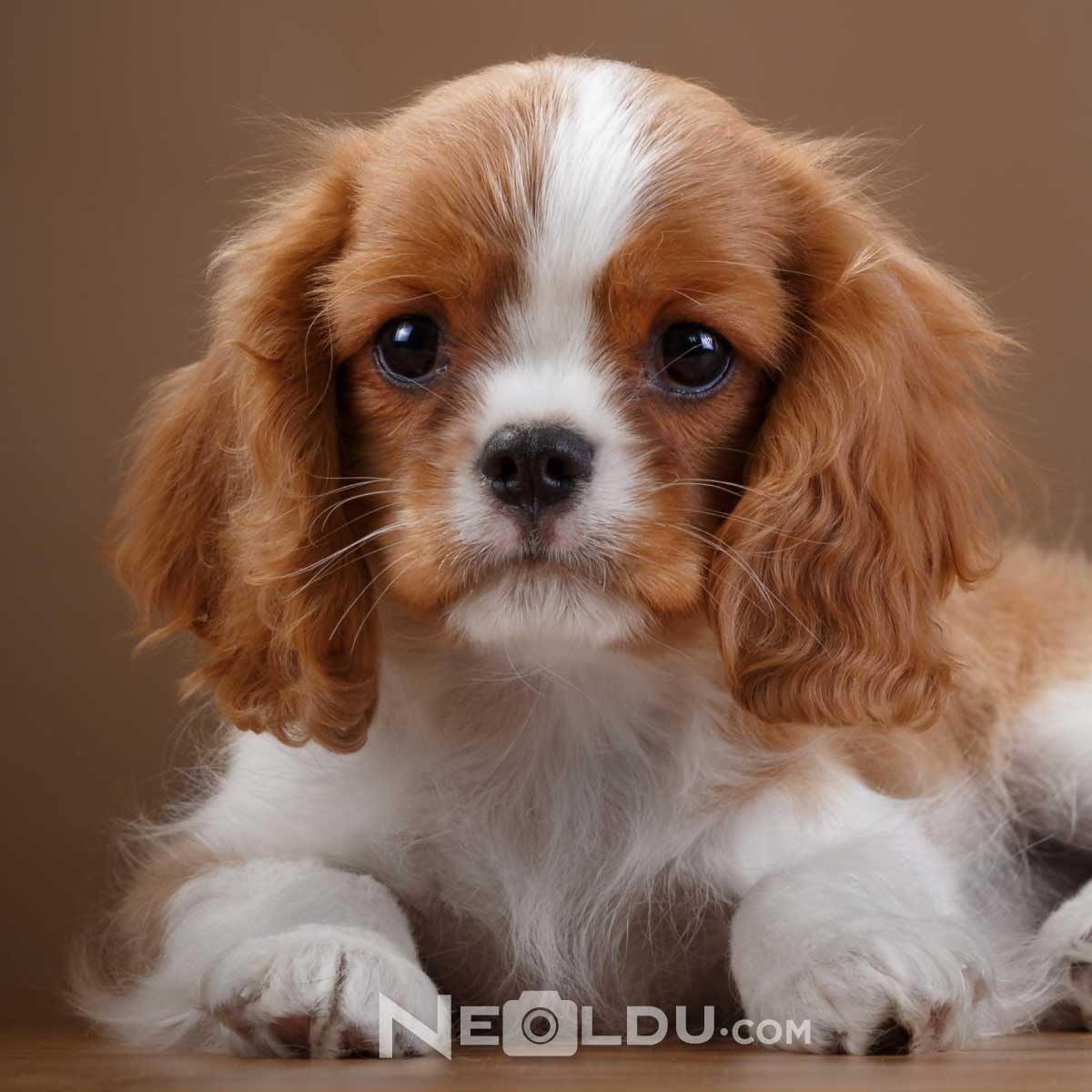 Cavalier King Charles Köpek Cinsi