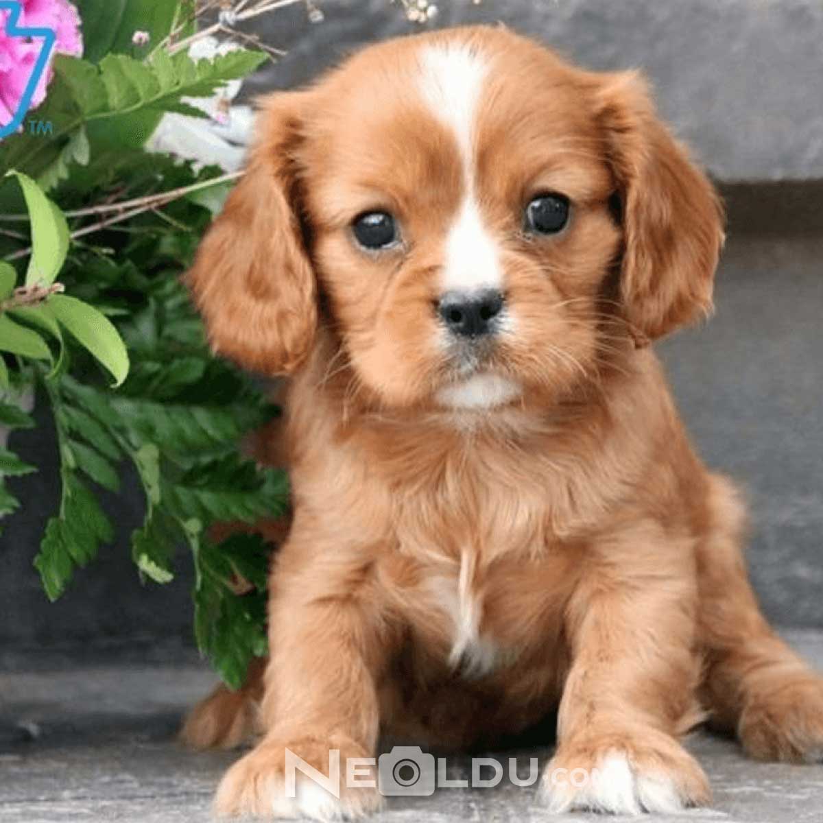 Cavalier King Charles Köpek Cinsi