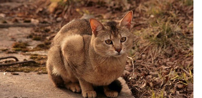 Chausie