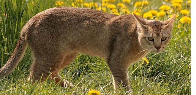 Chausie Kedisi