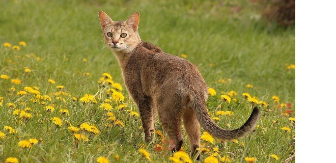 Chausie Kedisi