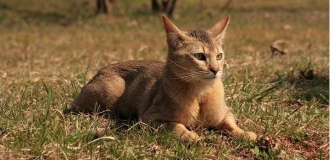 Chausie Kedisi