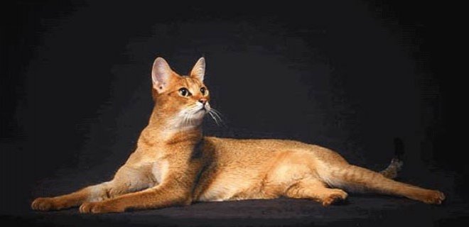 Chausie Kedisi