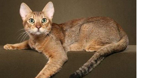 Chausie Kedisi