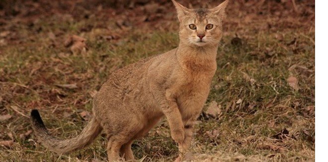 Chausie