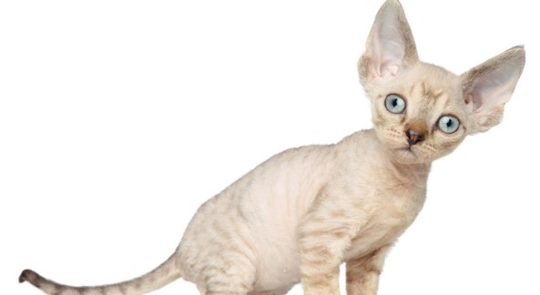 Cornish Rex 