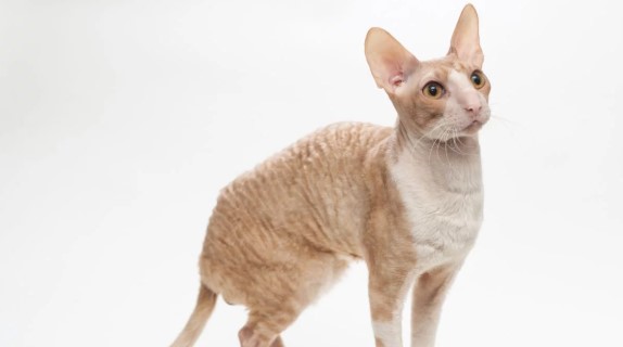 Cornish Rex 