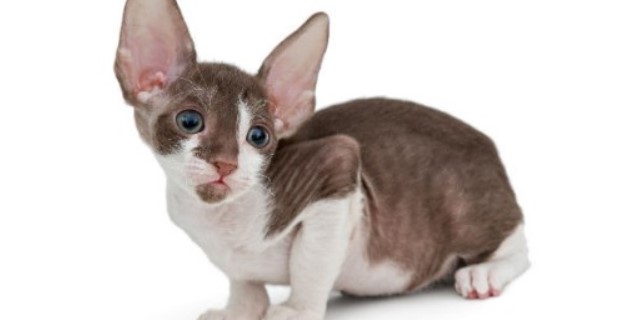 Cornish Rex 