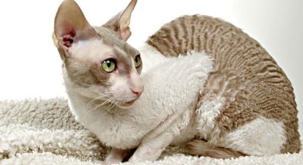 Cornish Rex 