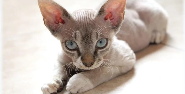 Cornish Rex 