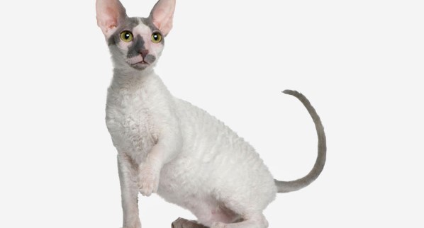 Cornish Rex 