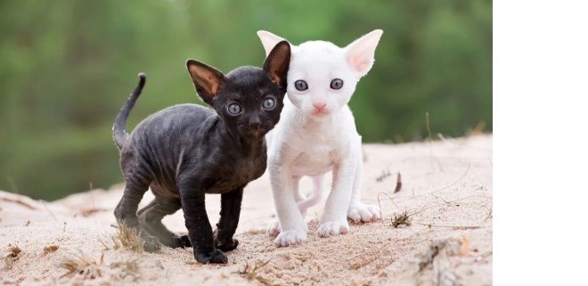 Cornish Rex Kedisi